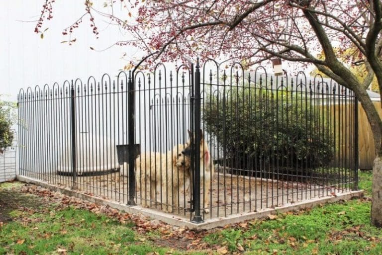 What type of iron fence is best for my dog?