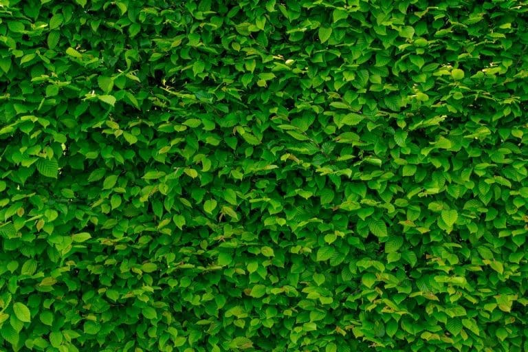 How To Build A Vertical Garden On A Fence