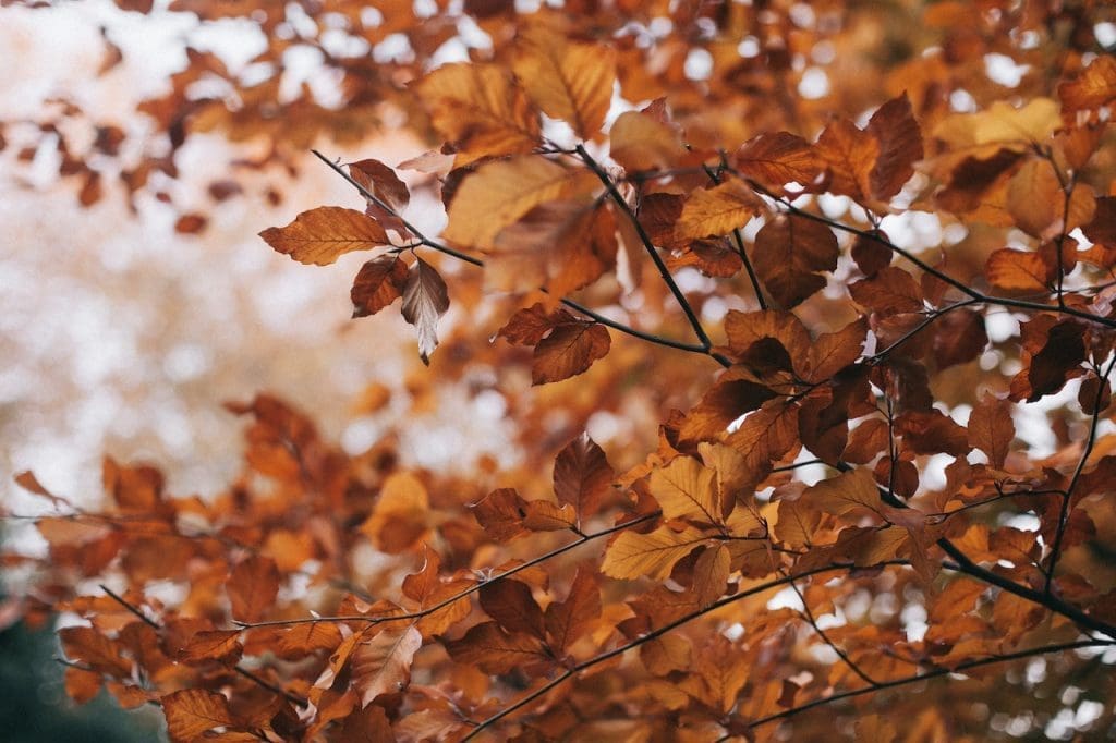 Fall Home Maintenance Tasks