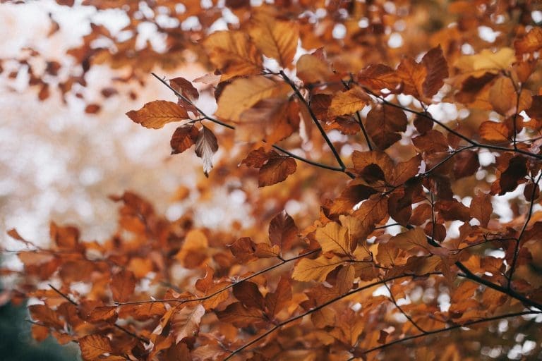 Fall Home Maintenance Tasks