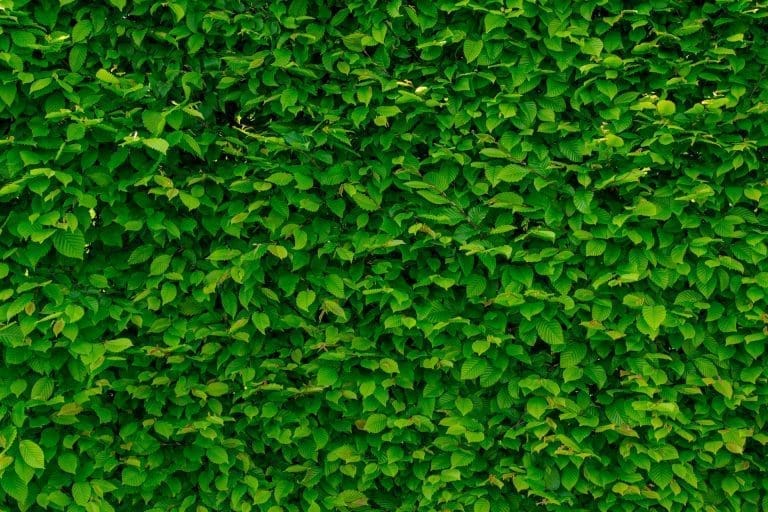 Plants That Go Well With Fences