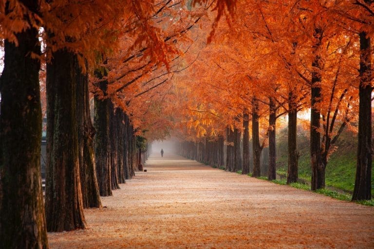 Pre Fall Fence Maintenance Tips