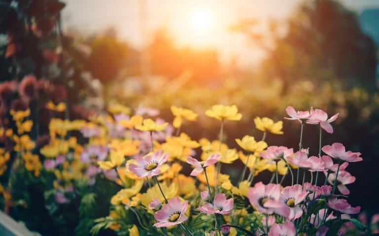 Tips For Decluttering Your Yard