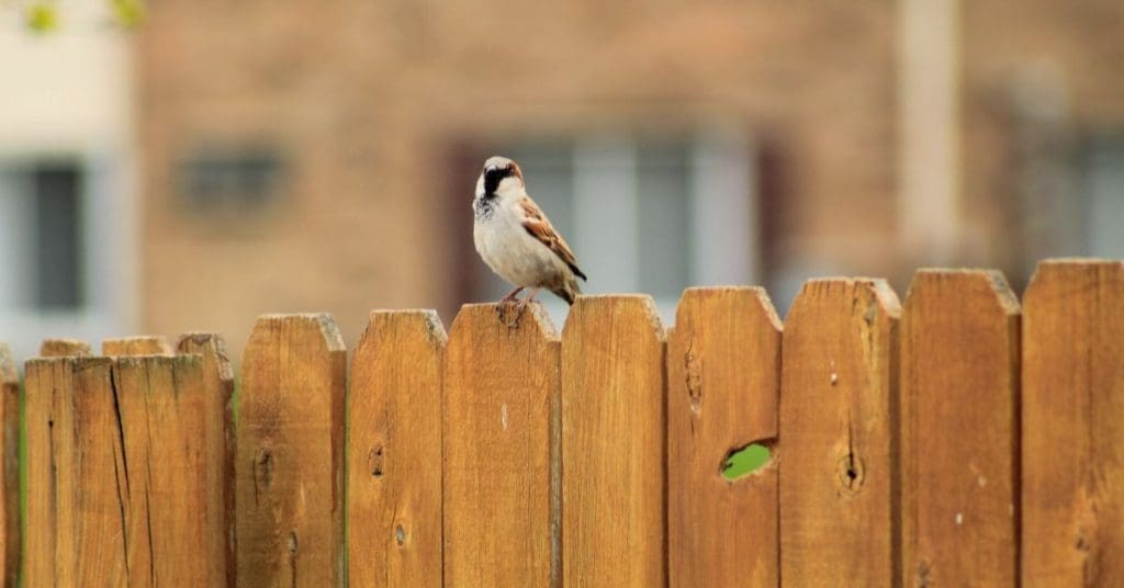 secure your property with timber