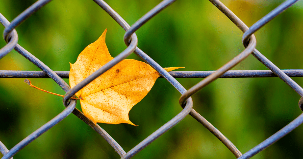 seasonal-care-for-chain-link-fences-2