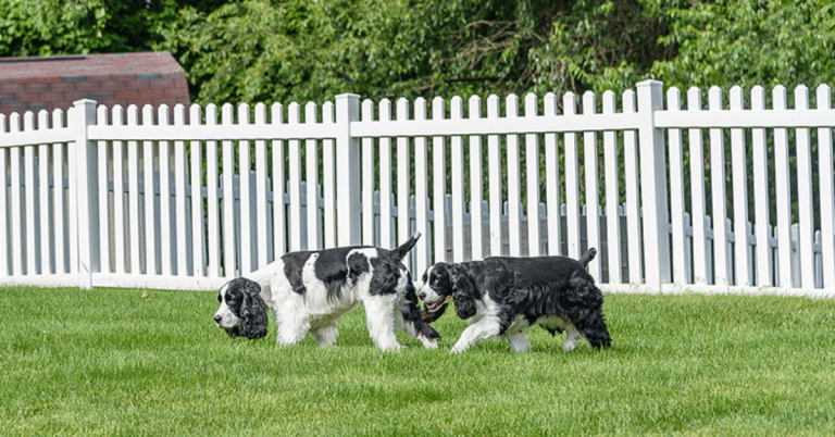 durable-vinyl-fencing-ideal-for-pet-owners-2